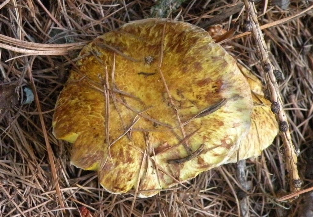 Due ipotesi, inadeguate